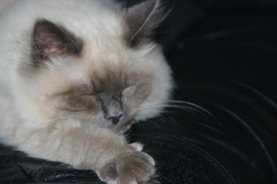 Hellig Birma basse billede 5