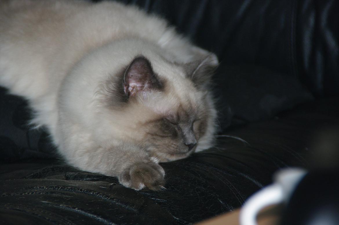 Hellig Birma basse billede 7