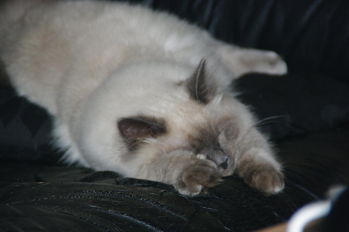 Hellig Birma basse billede 9