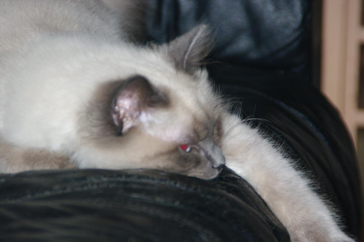 Hellig Birma basse billede 11