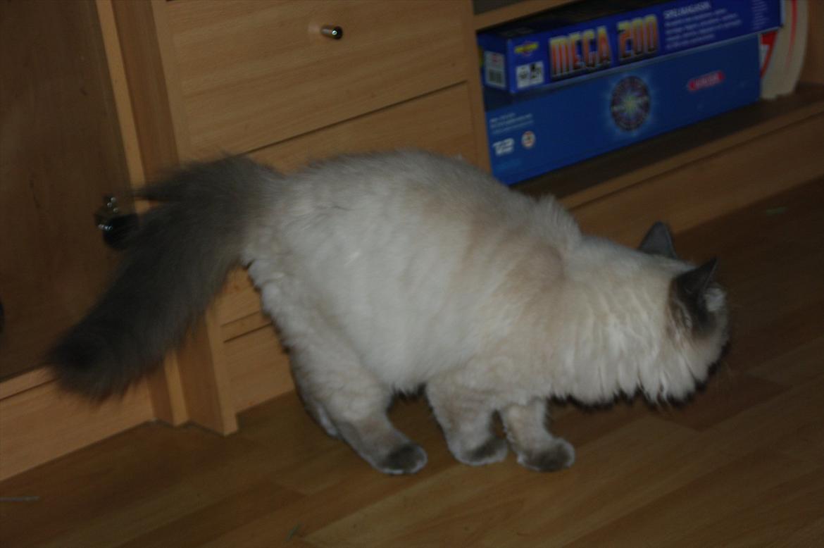 Hellig Birma basse billede 4