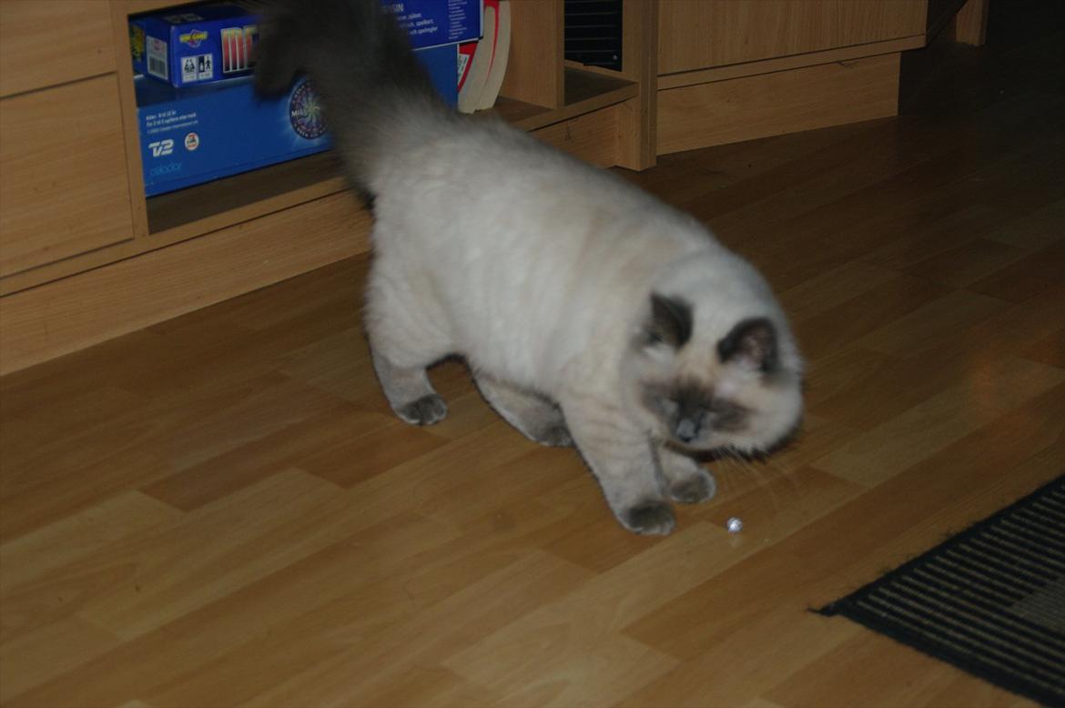 Hellig Birma basse billede 10