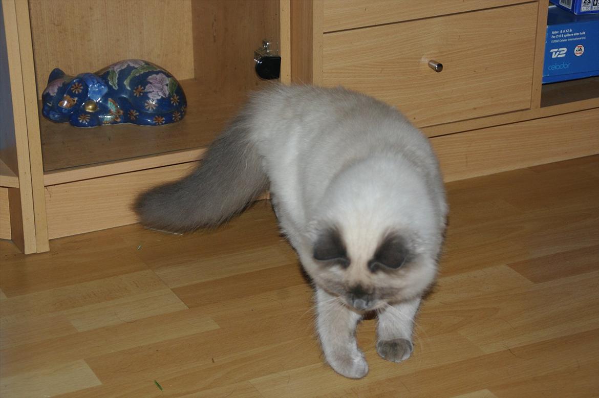 Hellig Birma basse billede 6