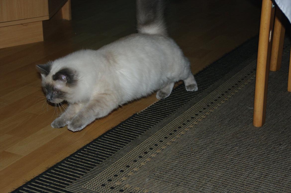 Hellig Birma basse billede 2