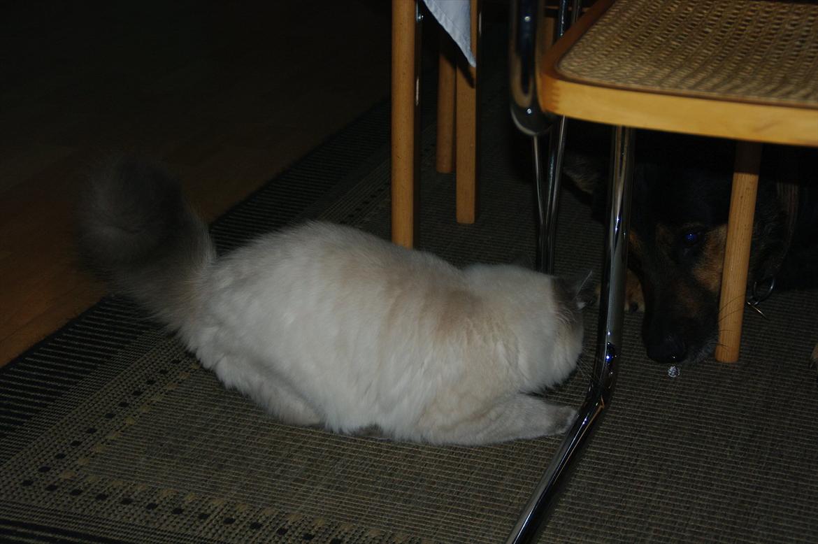 Hellig Birma basse billede 12