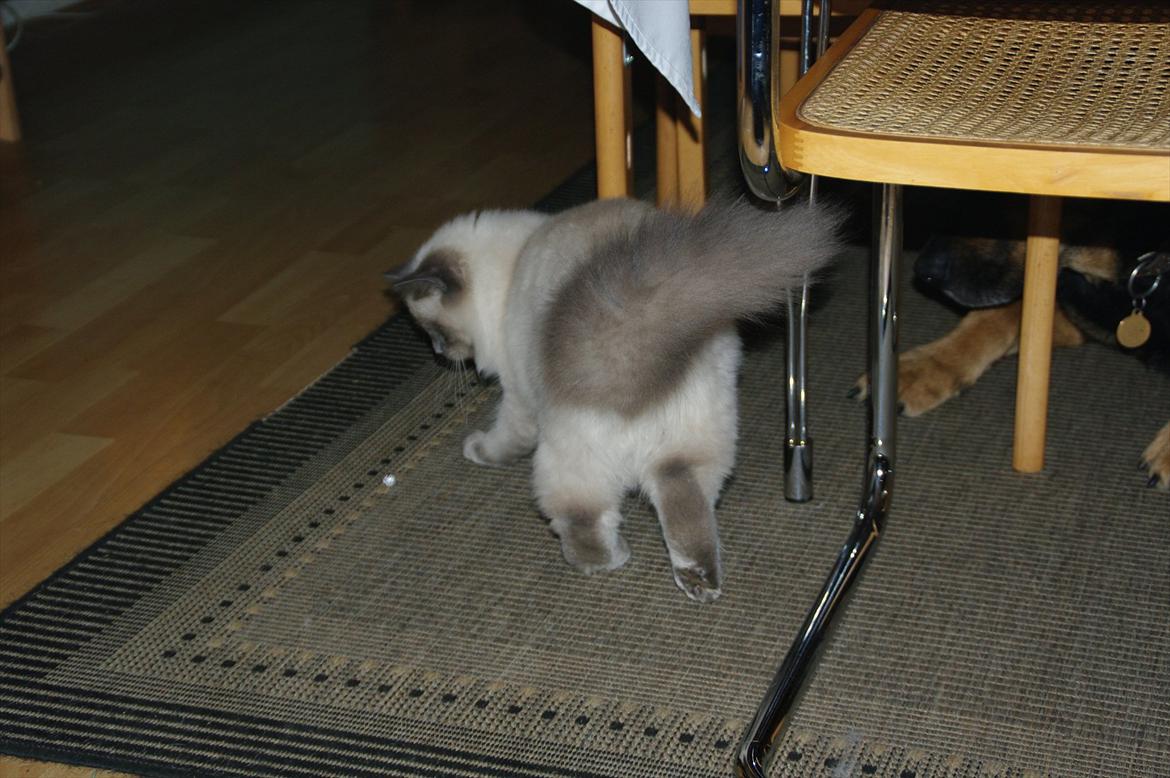 Hellig Birma basse billede 13