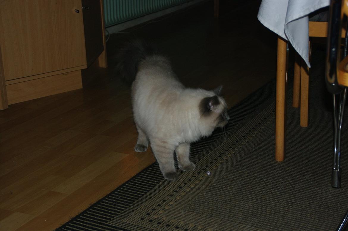 Hellig Birma basse billede 14