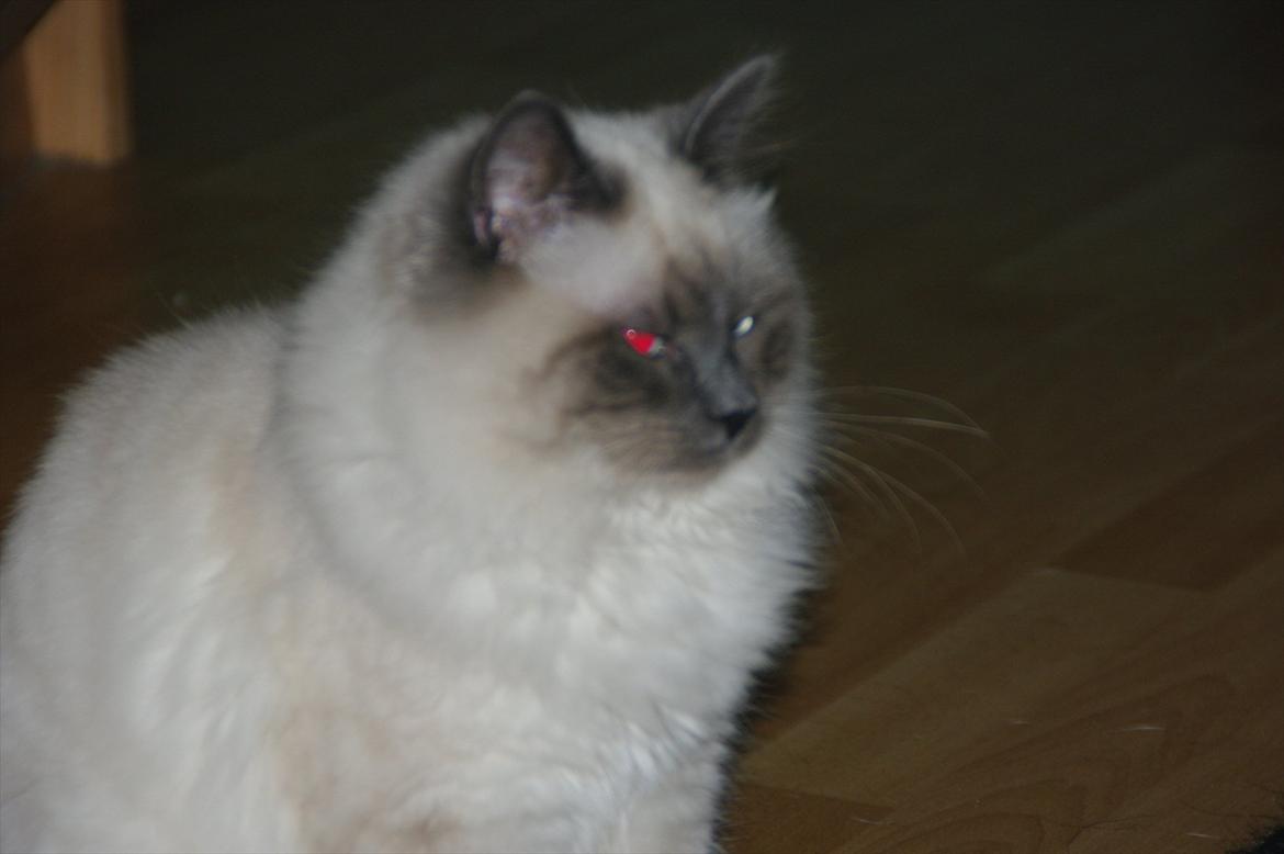 Hellig Birma basse billede 15