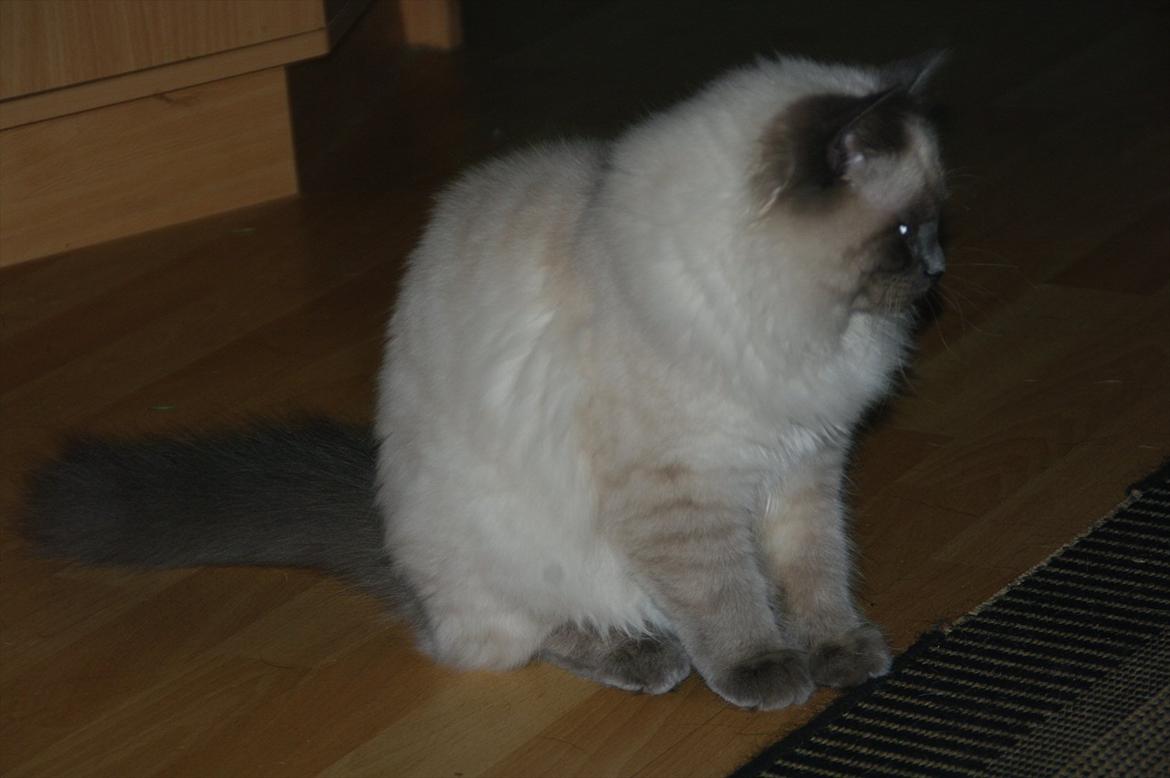 Hellig Birma basse billede 16