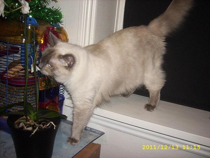 Ragdoll DK Flowerchild Campanula Nischa - Skal lige se ind til den lille hamster - selvom min mave er lidt tung billede 1