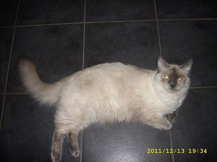Ragdoll DK Flowerchild Campanula Nischa - Hvor er jeg tung og rund. De små i min mave fylder godt billede 2