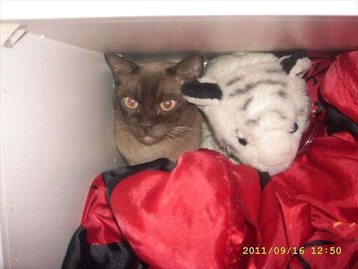 Burmeser Freddies Figaro - Se lige hvem jeg ligger ved siden af billede 7