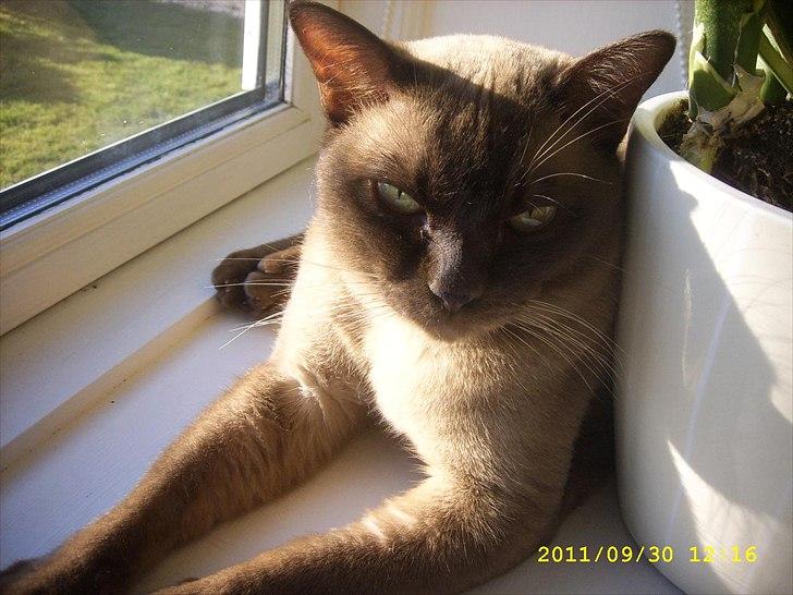 Burmeser Freddies Figaro - Jeg elsker varme billede 1