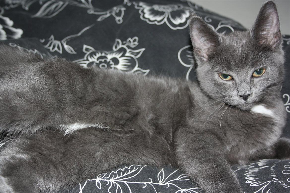 Blanding af racer Fie billede 1