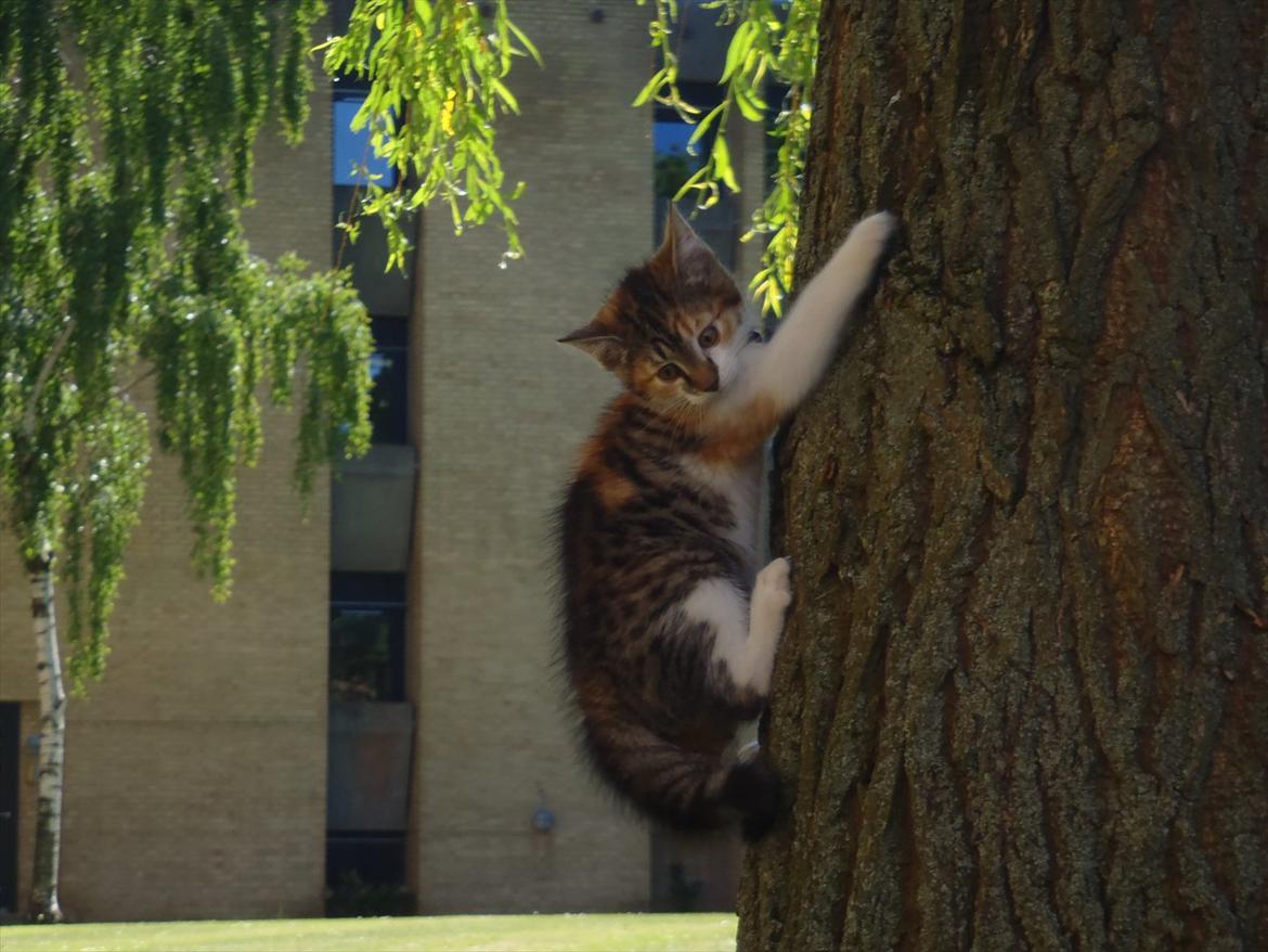 Blanding af racer Flicka billede 10