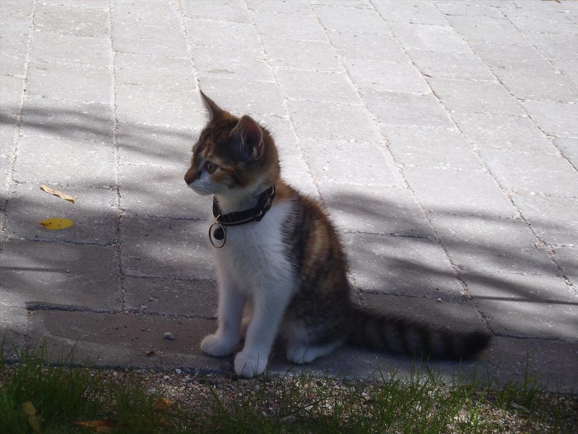 Blanding af racer Flicka billede 11