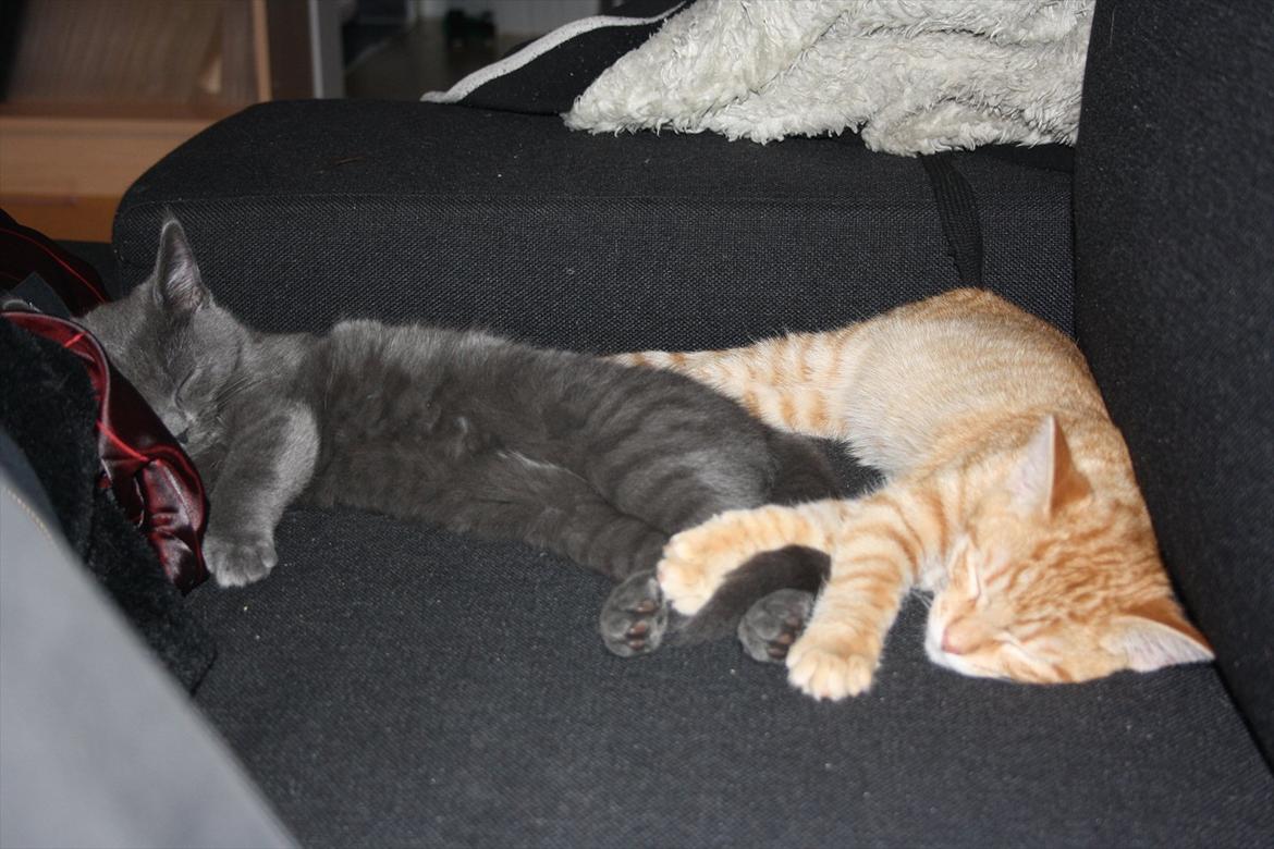 Blanding af racer Fie billede 2