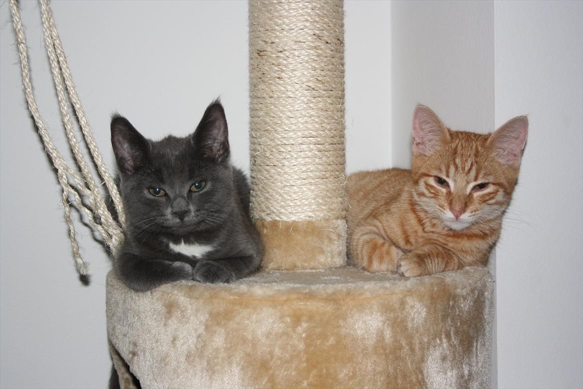 Blanding af racer Fie billede 3