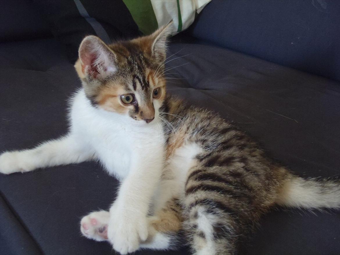 Blanding af racer Flicka billede 12