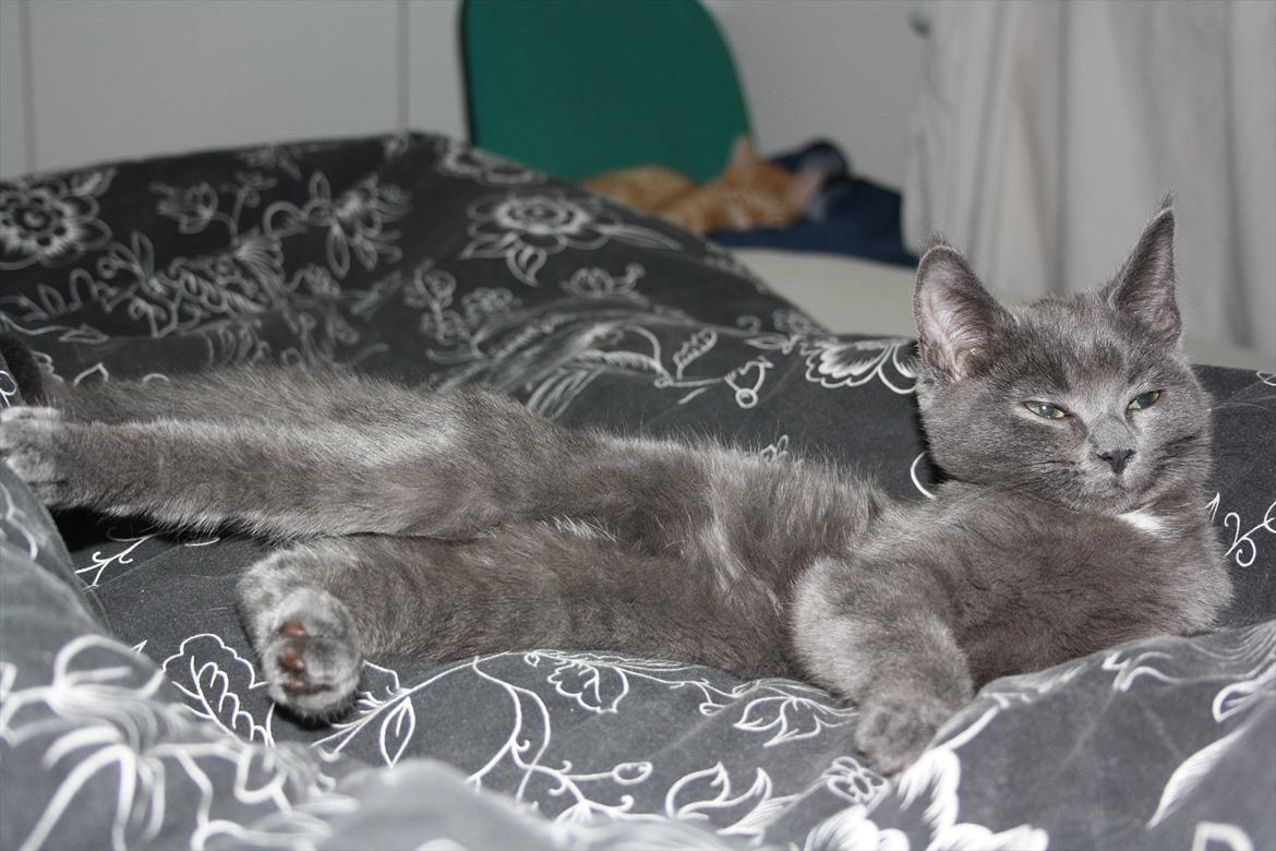 Blanding af racer Fie billede 4