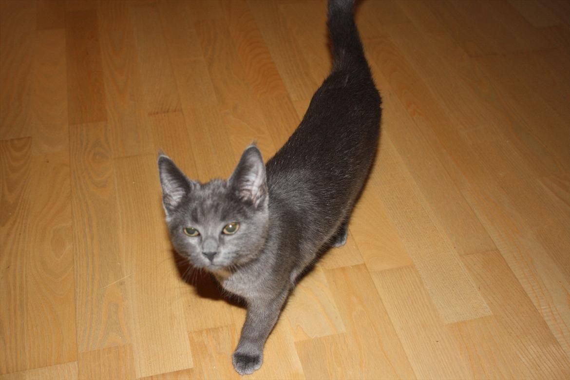 Blanding af racer Fie billede 5