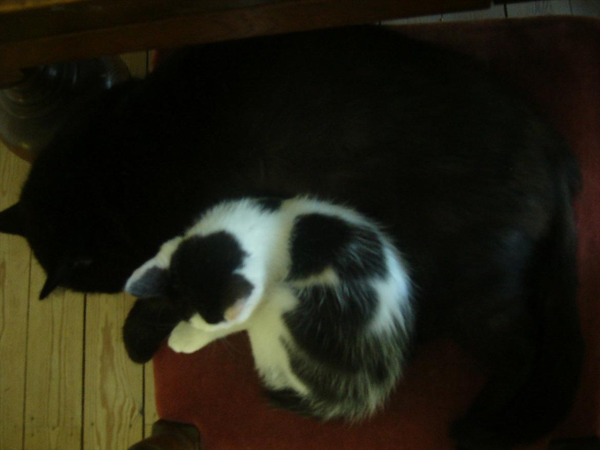 Blanding af racer Ranva (rille) billede 7