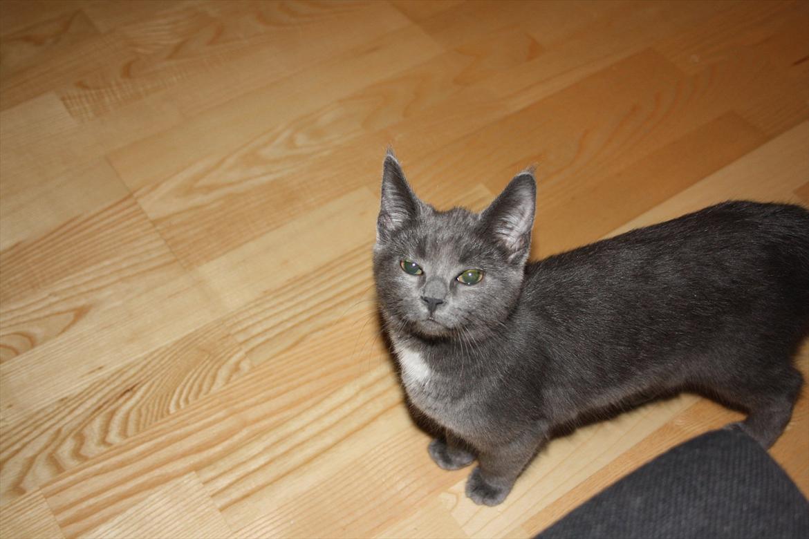 Blanding af racer Fie billede 6