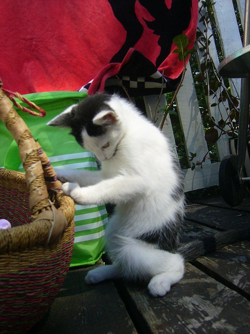 Blanding af racer Ranva (rille) billede 8