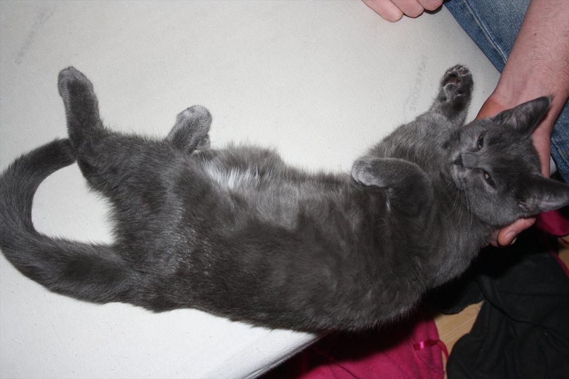 Blanding af racer Fie billede 7