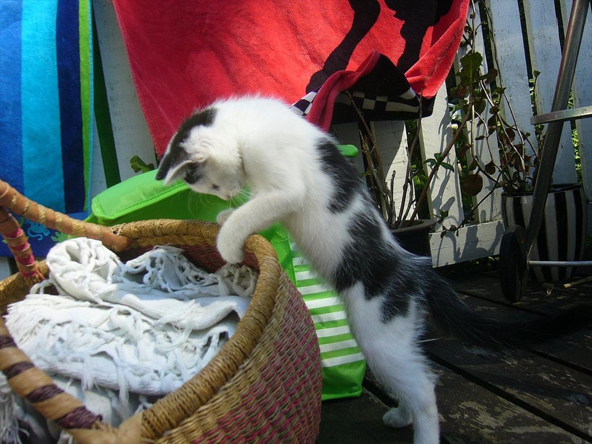 Blanding af racer Ranva (rille) billede 9