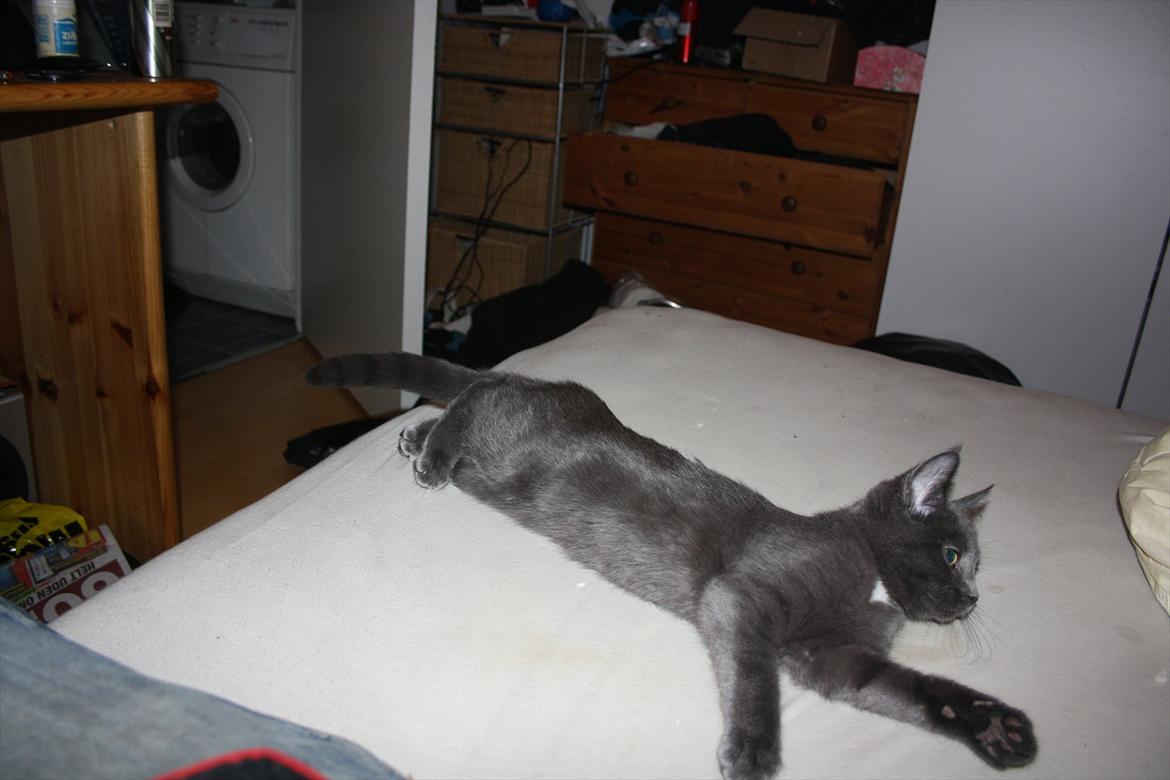 Blanding af racer Fie billede 8