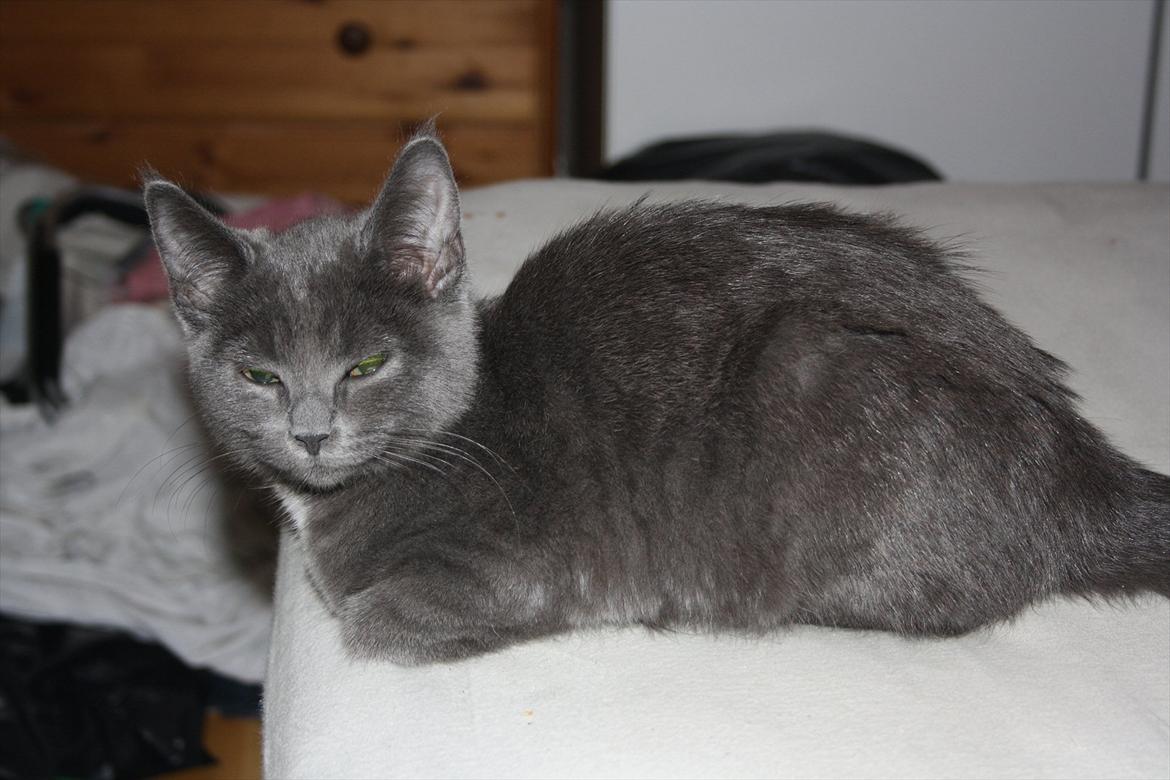 Blanding af racer Fie billede 9