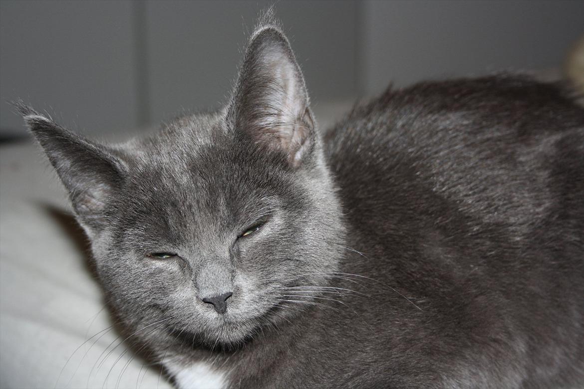 Blanding af racer Fie billede 10