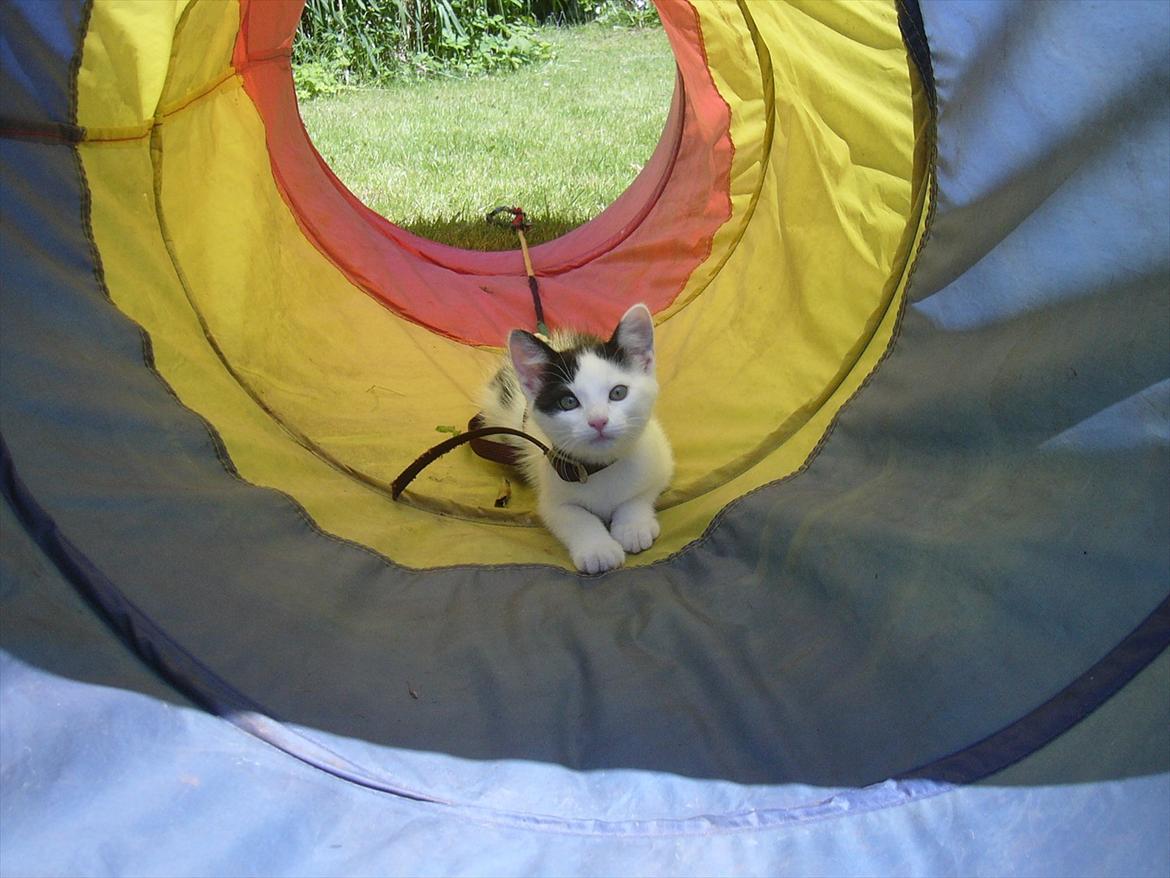 Blanding af racer Ranva (rille) billede 11