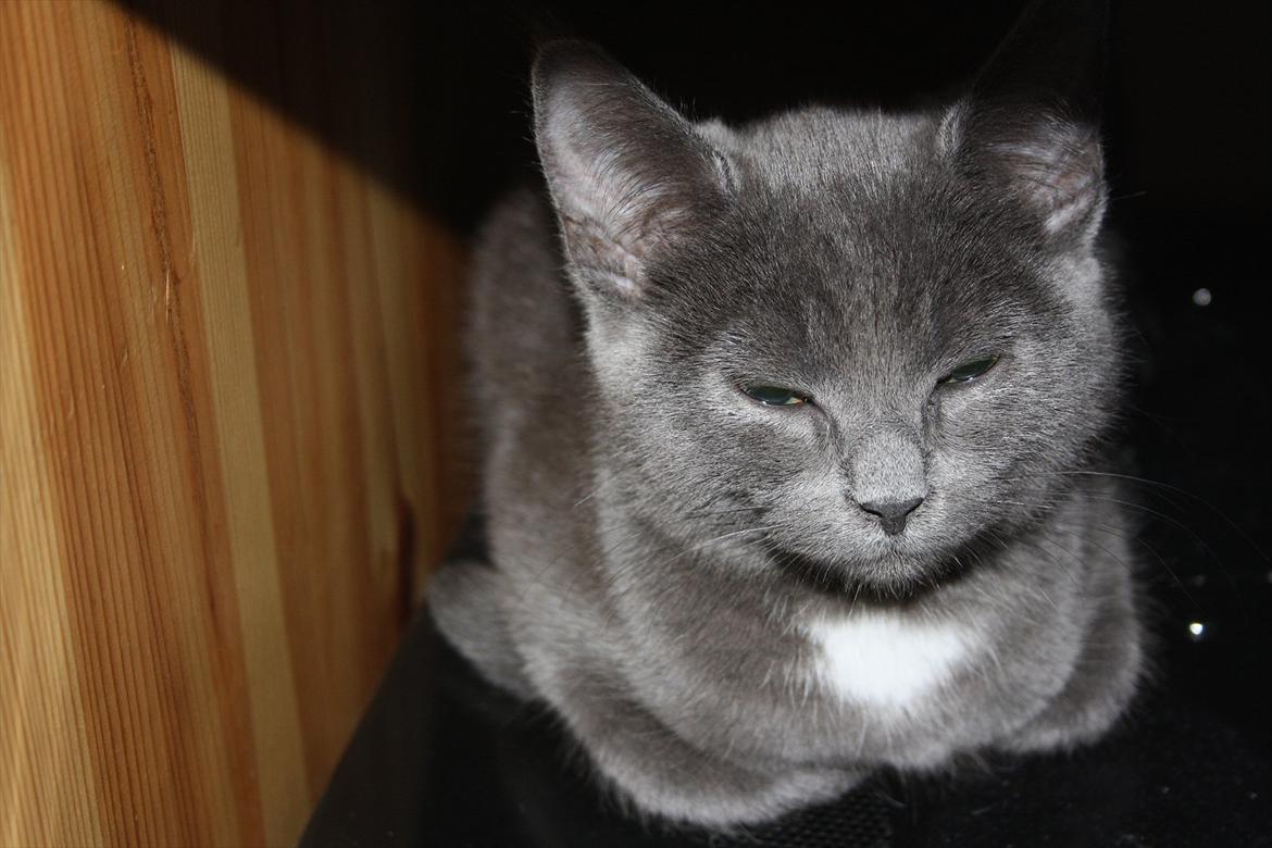 Blanding af racer Fie billede 11