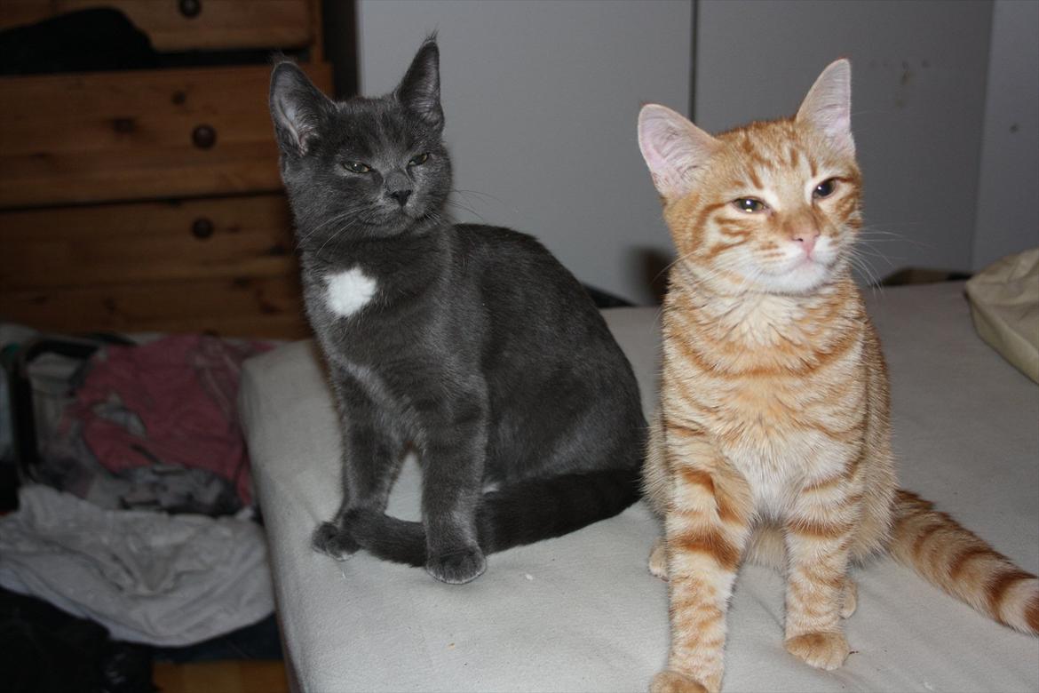 Blanding af racer Fie billede 12