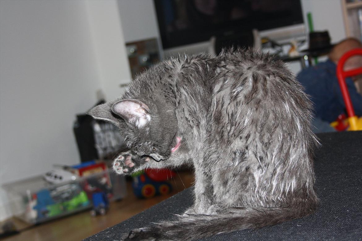 Blanding af racer Fie billede 13