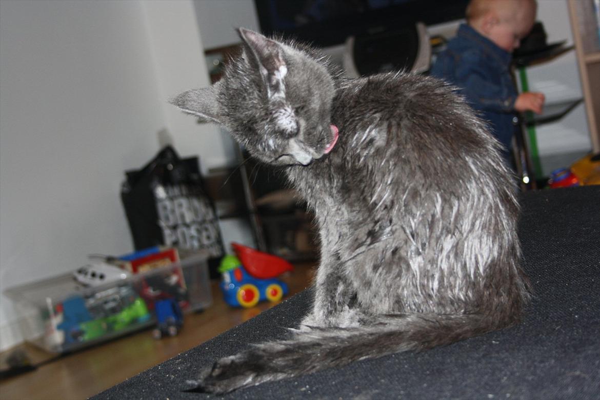 Blanding af racer Fie billede 14