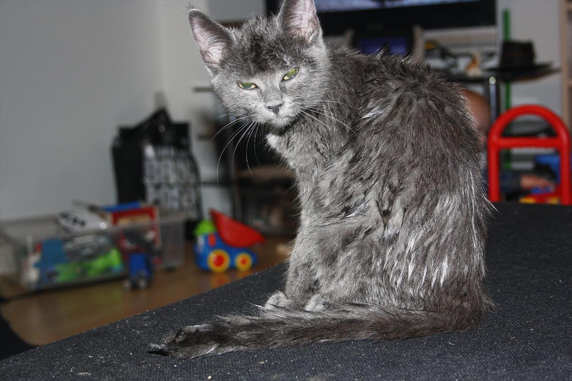 Blanding af racer Fie billede 15