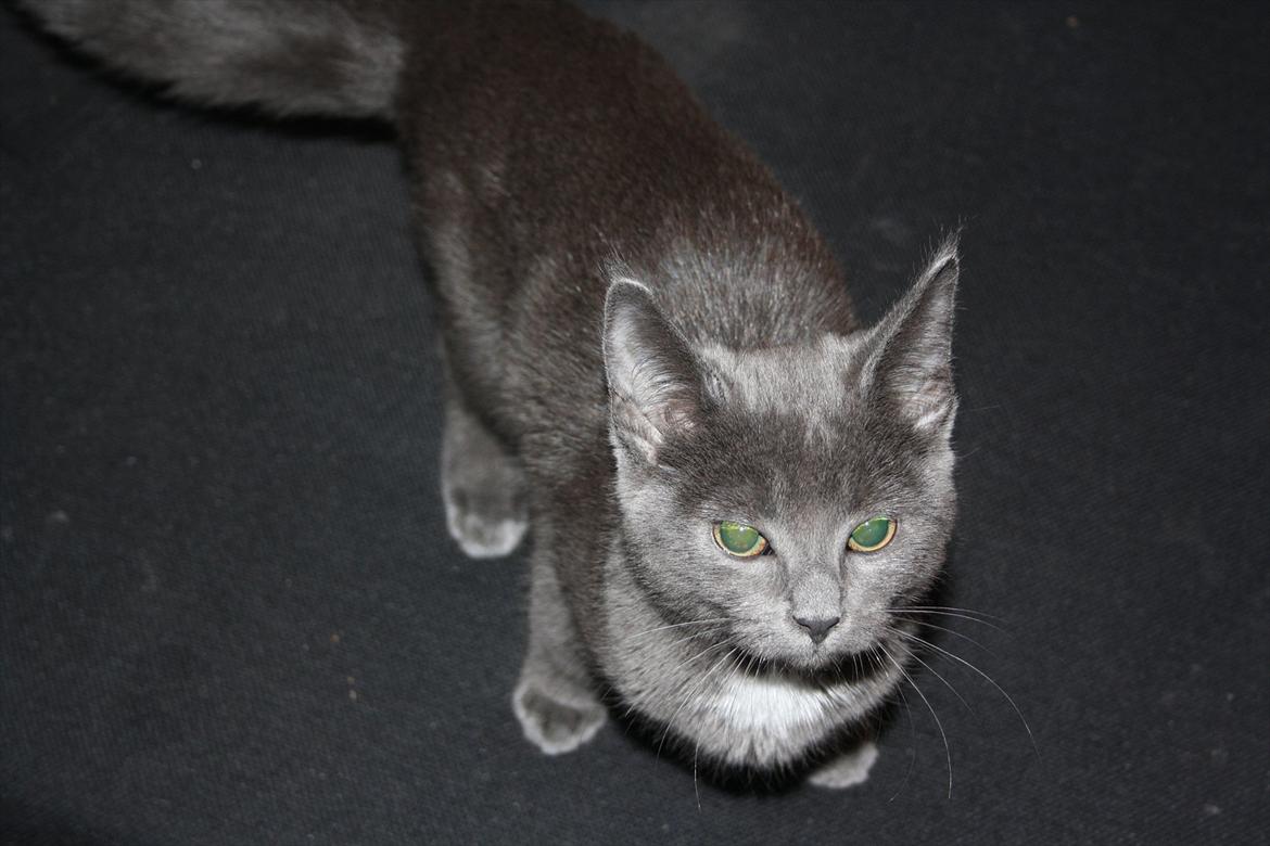 Blanding af racer Fie billede 16