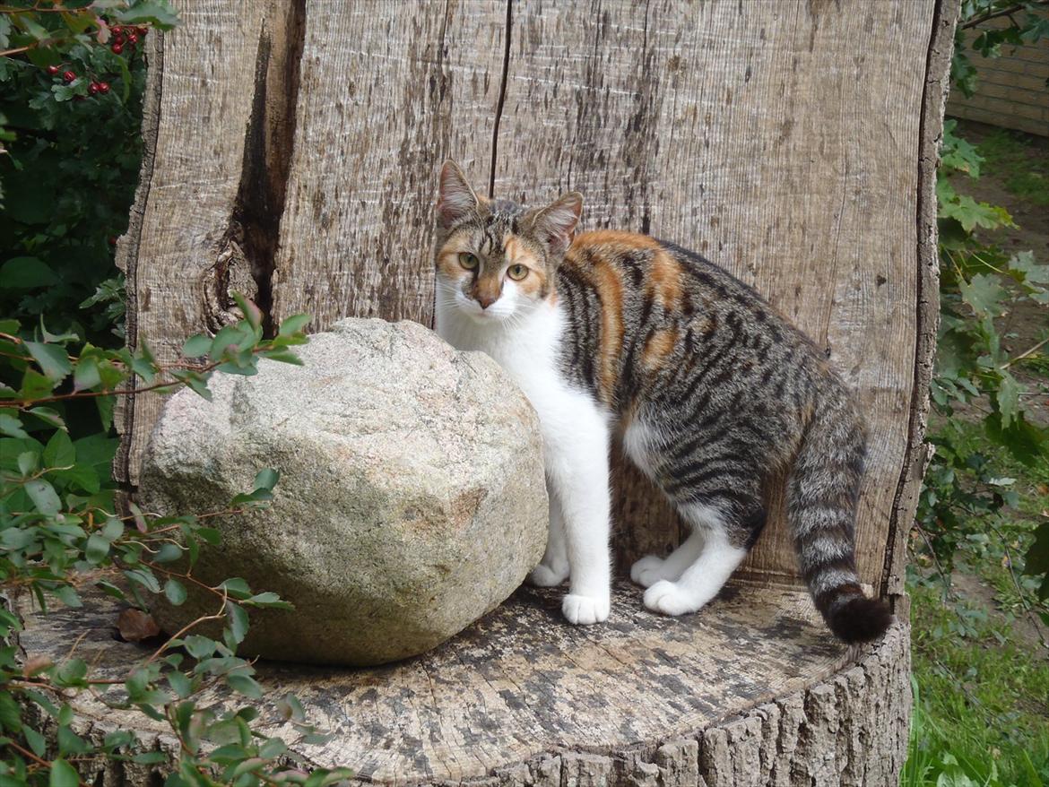 Blanding af racer Flicka billede 13