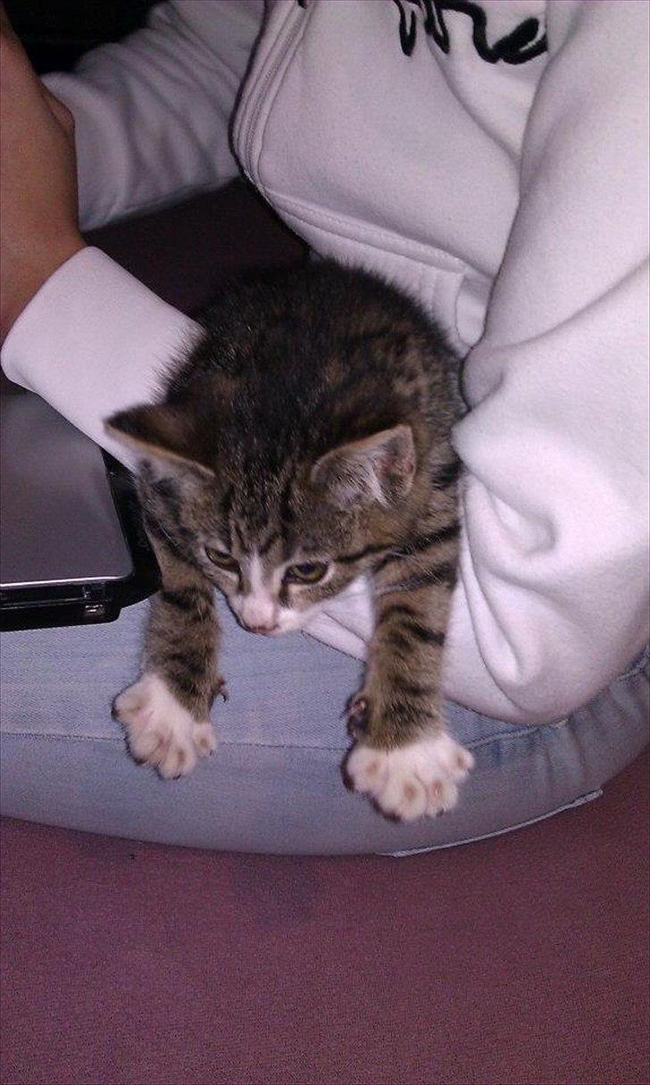 Huskat Ballon - Ballon forstyrrer Louise i lektierne billede 1