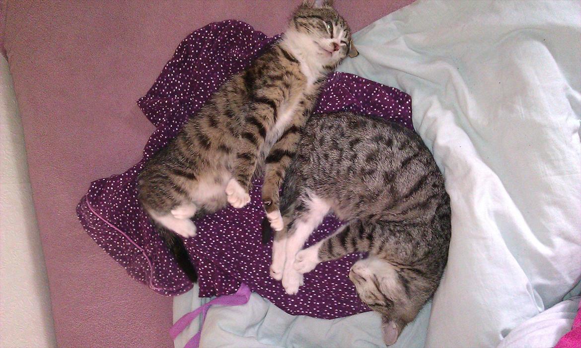 Huskat Ballon billede 2