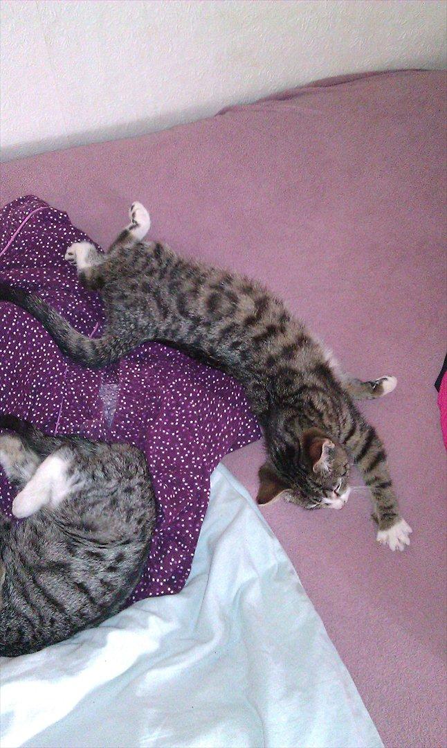 Huskat Ballon billede 3