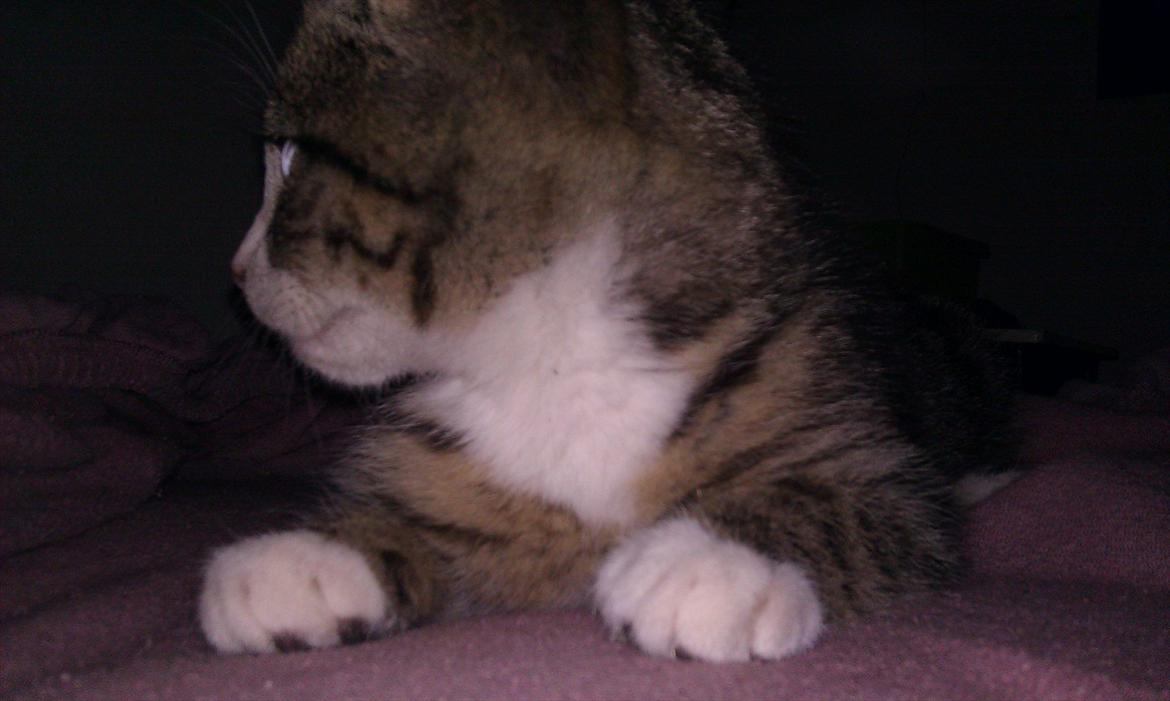 Huskat Ballon billede 4