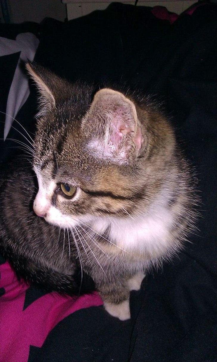 Huskat Ballon billede 5