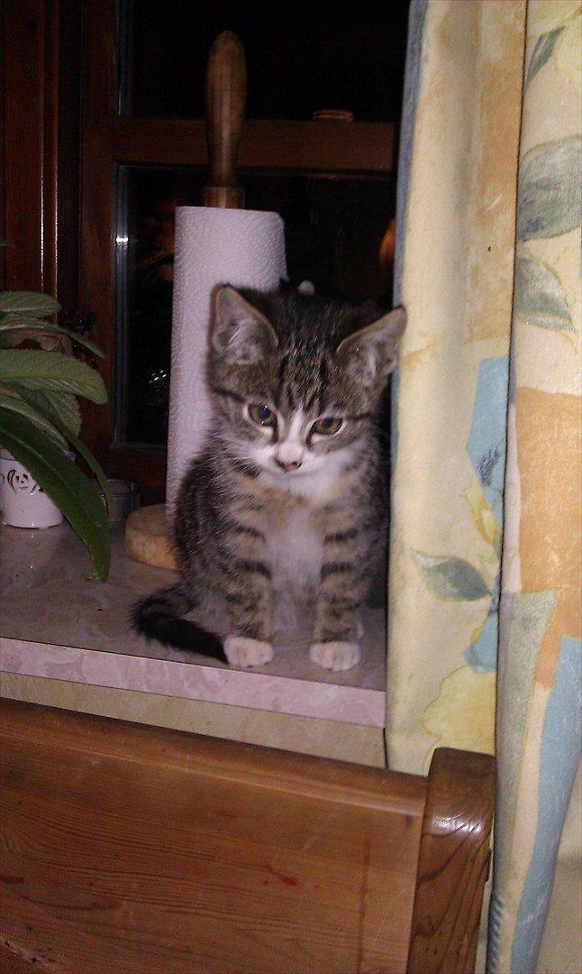 Huskat Ballon billede 7