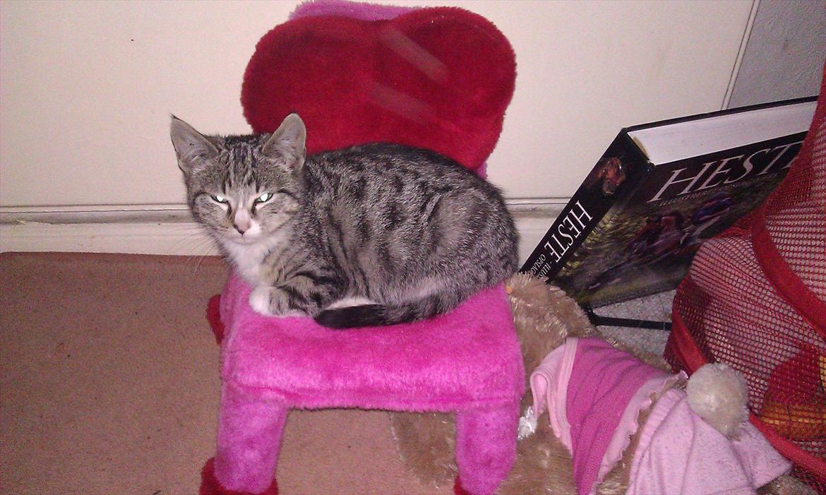 Huskat Ballon billede 8