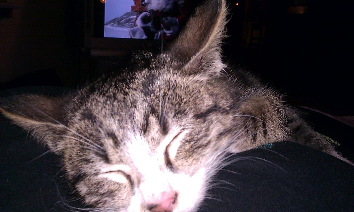 Huskat Ballon billede 9