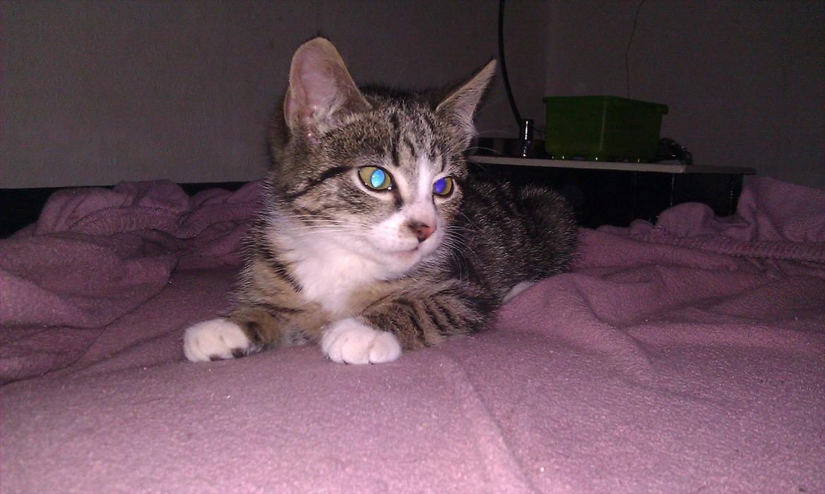 Huskat Ballon billede 10